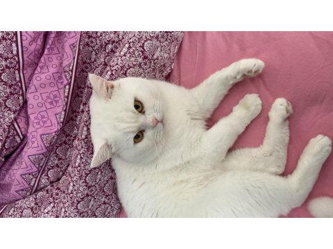 British Shorthair Erkek Kedi