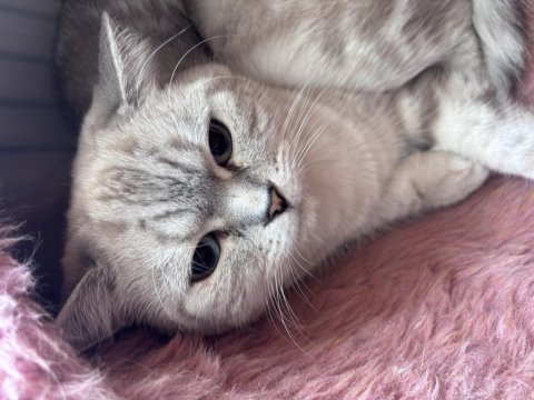 Kedimiz Pamuğumuzu Ücretsiz Sahiplendiriyoruz