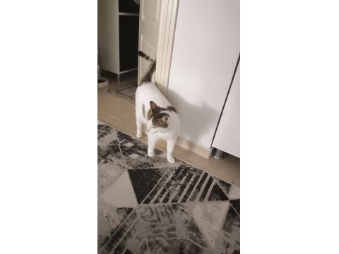 Kedimiz Karamelimize Acil Yuva Arıyoruz