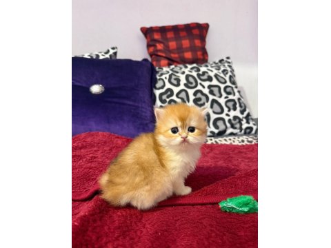 Mükemmel Güzellikte Dişi British Longhair Golden