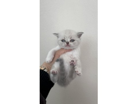 Sevgi Dolu British Shorthair Yavrularımız