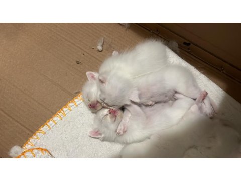 Minik British Shorthair Patiler Yeni Yuvalarını Arıyor!