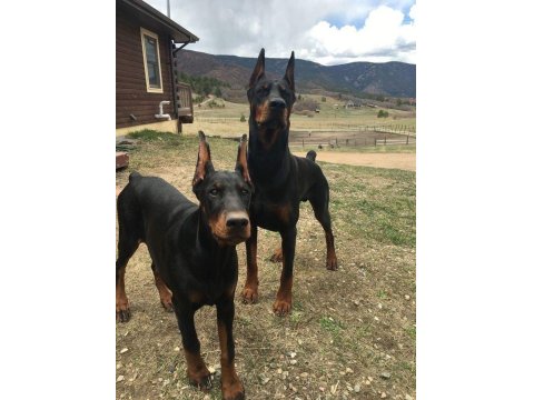 Ölümün Habercisi Doberman Köpekler