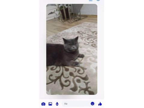 Acil Sahiplendirilecek British Shorthair