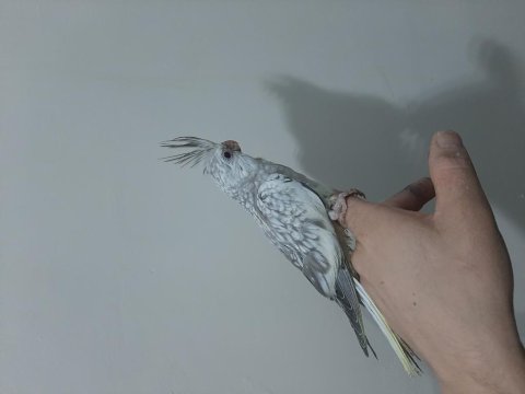 Sultan Papağan Yavrusu 45 Günlük