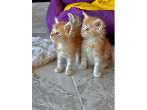 Wcf Şecereli Şampiyon Soylu Sağlık Garantili Maine Coon