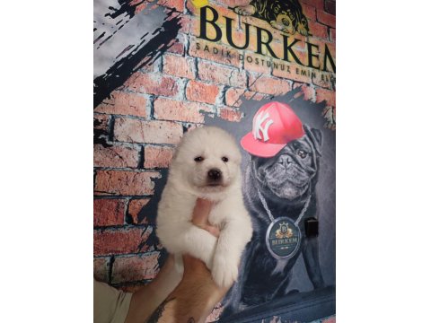 Bembeyaz Güzellik Safkan Samoyed Yavrusu