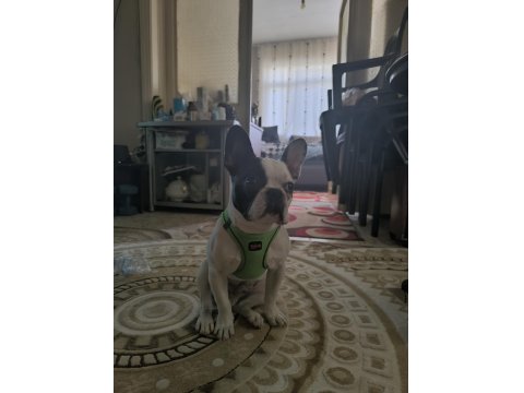 French Bulldog Raki İçin Yeni Yuva