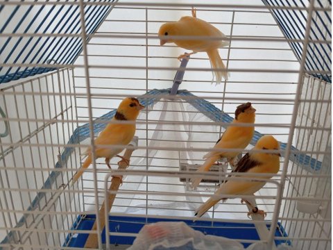 2025 Yavruları Kanaryalar Ve Annesi