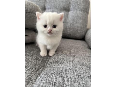 British Shorthair Beyaz Kedimiz
