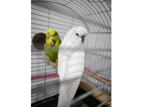 Hazır Takım Jumbo Muhabbet Kuşu