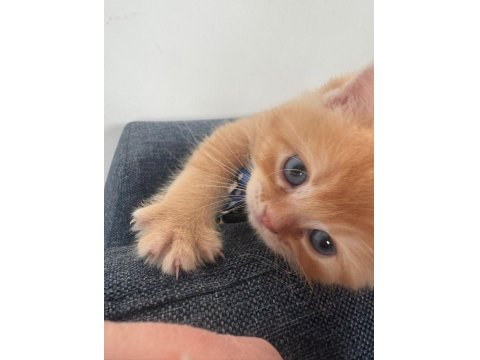 Turuncu British Longhair Erkek Yavru