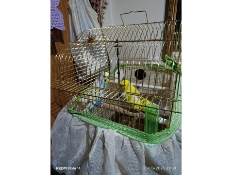 Genç Çift Muhabbet Kuşu