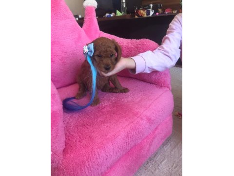 Sağlıklı Kore Poodle