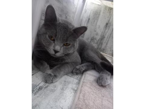 Kedimiz Hakkında Detaylı Bilgi İçin Arayınız