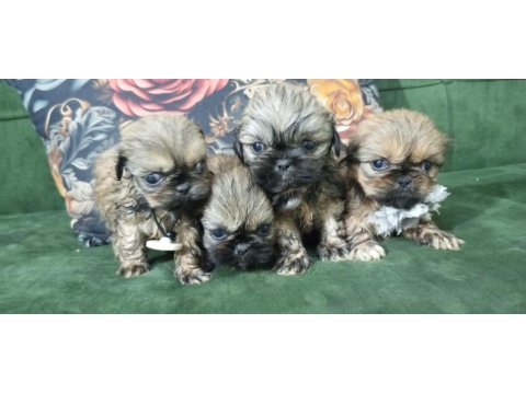 3 Dişi Ve 1 Erkek Yavru 2 Aylık Pekinez