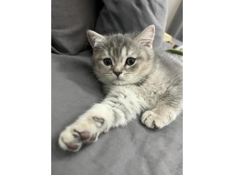 2 Aylık British Shorthair Bebekler