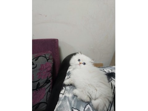 Babasının Oğlu Safkan British Longhair