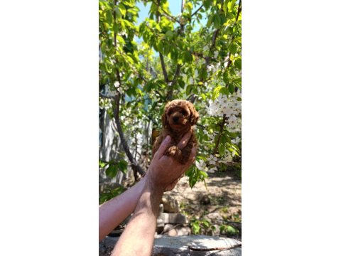 Sevimli Irk Toy Poodle