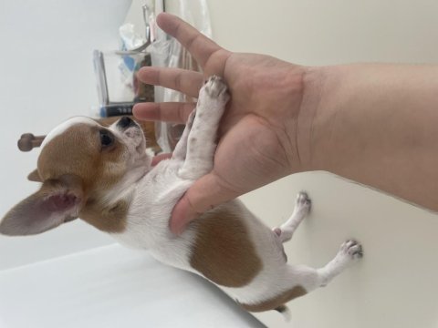 Elma Kafa Küt Burun Mükemmel Anatomi Chihuahua Yavrularımız