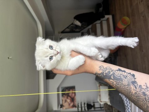 2 Aylık Scottish Blue Point Yavru