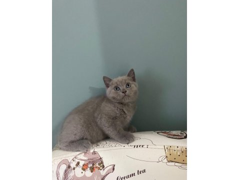 British Shorthair Yavrularımız Yeni Yuvalarını Arıyor