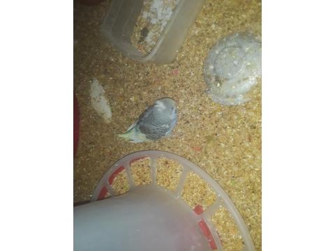 5 Adet Rainbow Muhabbet Kuşu Uyguna