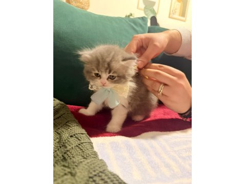 Beyaz Erkek Scottish Fold Bicolor