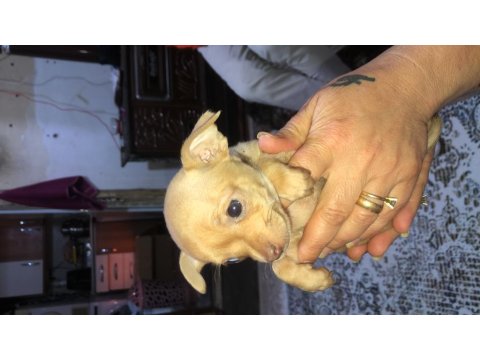Yavru Şivava Sağlıklı Köpekler