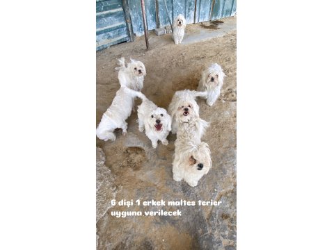 Yetişkin Maltese Terrier Köpekler