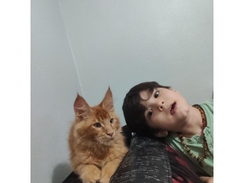5 Aylık Maine Coon