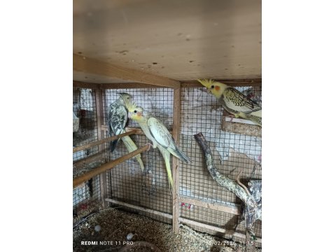 Hobiciden Yeni Yeme Düşmüş Sultan Papağanı Yavrular