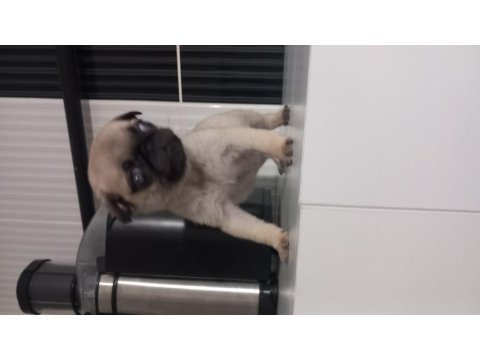 2 Aylık Dişi Yavru Pug