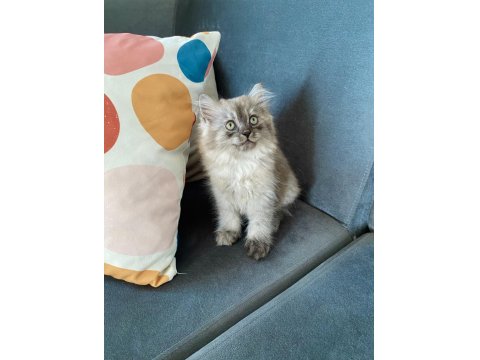 British Shorthair Ve Longhair Safkan Yuvarlak Kafa Bebekler