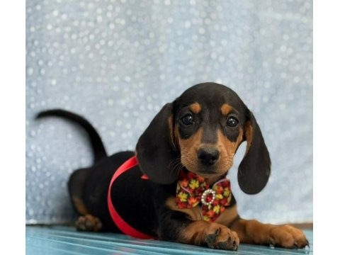 Safkan Dachshund Yavrularımız