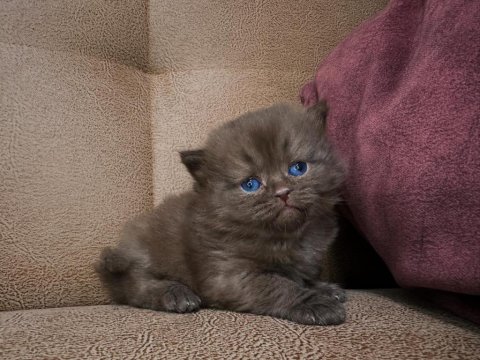 British Shorthair Kız Kardeşler