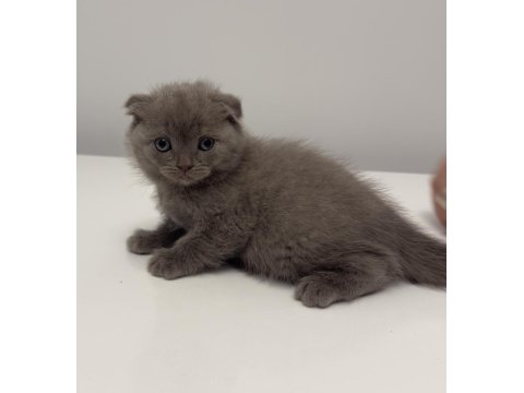 Gri Scottish Fold Uysal Ve Enerjik