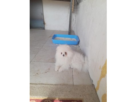 Pomeranian Boo Bebeğimiz 5 Aylık