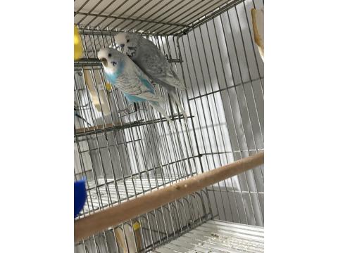 Sağlıklı Muhabbet Kuşlar