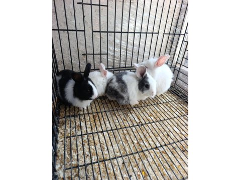 Türkiye'nin Her İline Gönderim Yavru Tavşanlar