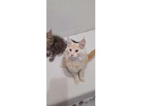 Anne Baba Şecereli Safkan Yavru Maine Coon