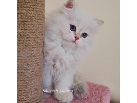 Golden Point British Longhair Yavru Erkek