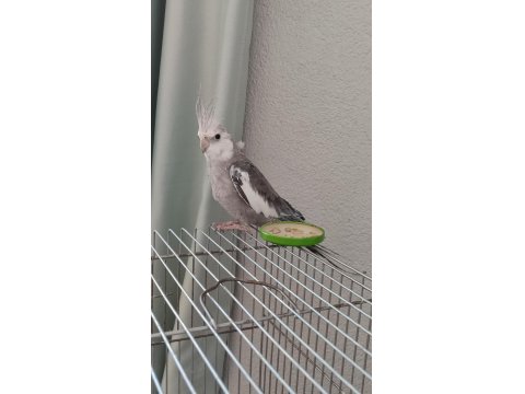 Uygun Fiyata Sağlıklı Sultan Papağanı Açıklamayı Okuyunuz