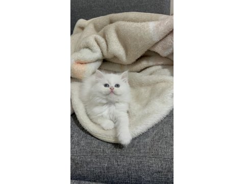 Lekesiz White British Shorthair Bebekler