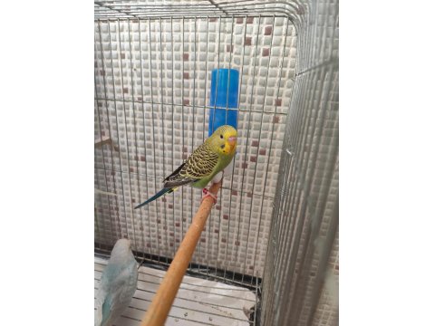 Muhabbet Kuşu Yavrularımız