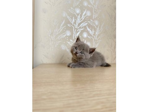 A Kalite British Shorthair Bebekler