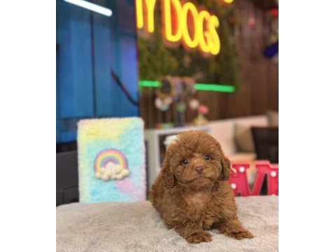 Toy Poodle Irk Ve Sağlık Garantili