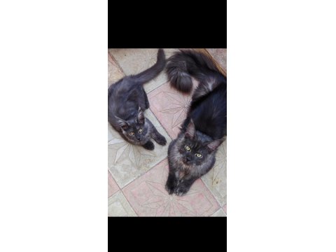 Maine Coon Yavruları