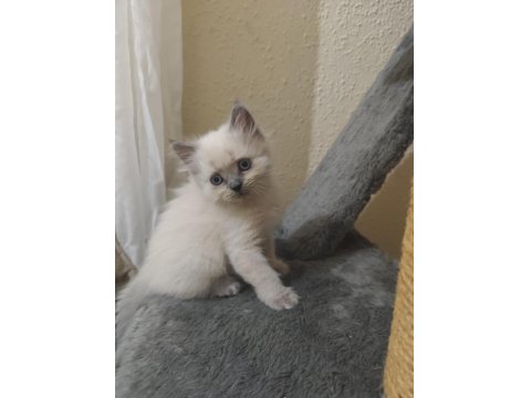 Rengarenk British Kardeşler