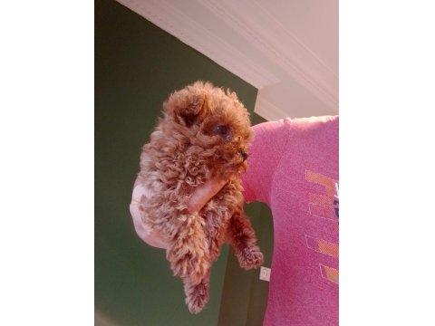 Mini Teacup Poodle Yavrumuz